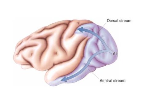 ventral and dorsal stream
