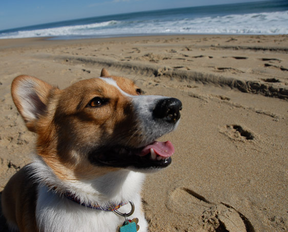 Oma's Day at the Beach